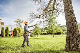 Best Tree Maintenance Programs  in Randallstown, MD